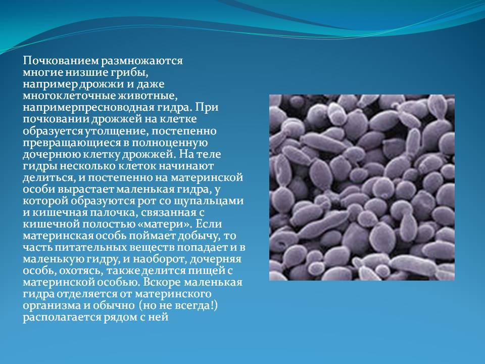 Кракен сайт krk store com