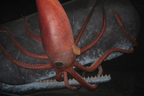 Кракен сайт krakens13 at
