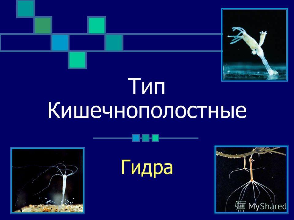 Тор для кракена